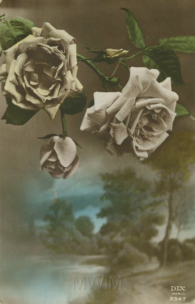 KKE 5261.jpg - Dok. Karta Pocztowa z wizerunkiem Róży, lata 30-te XX wieku.